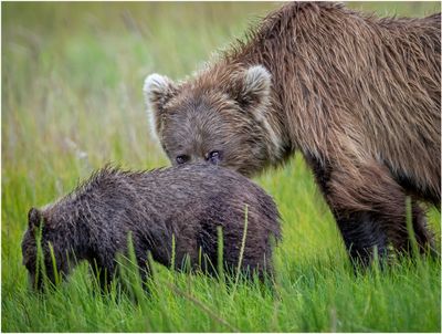 Brown Bear with Cub