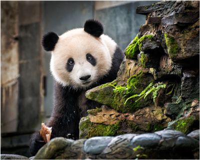 Panda_3131