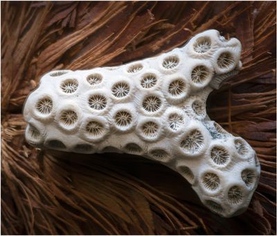 Coral