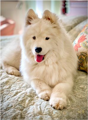 Yuki d.o.b. 15 Oct 2023