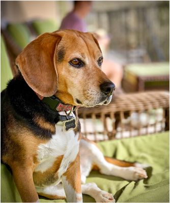 Diesel_5668