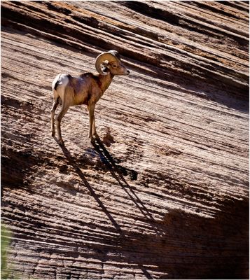 ZionNP_097