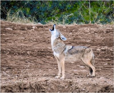 Coyote_206