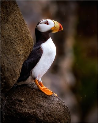 Puffin_on_rock