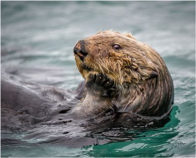 Sea Otter 3056
