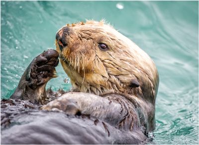 Sea Otter 3122