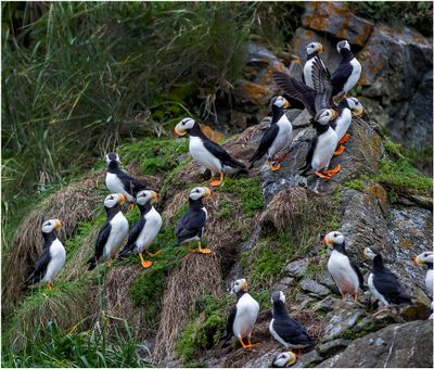 Puffins 3127