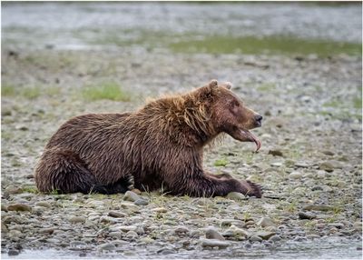 Alaska 2013
