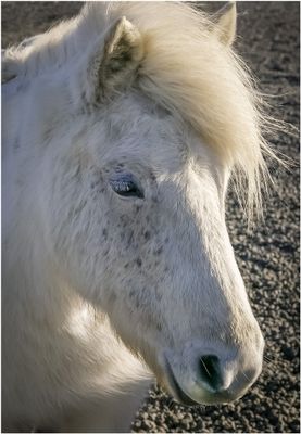 Icelandic Horse_4678