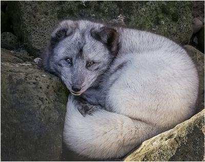 Arctic Fox_4687