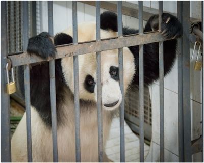Panda_3160