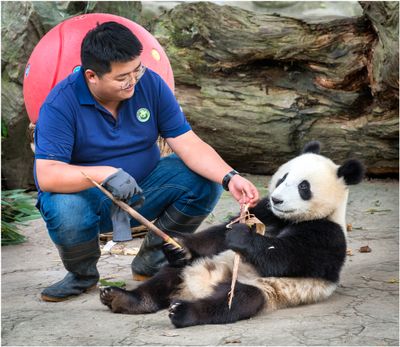 Panda_3221