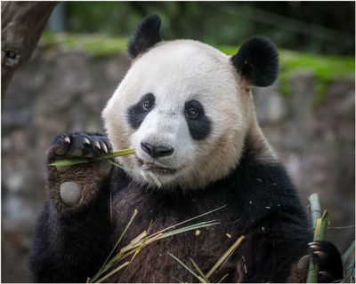 Panda_3241