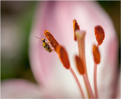 Flower_7579