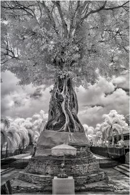ThailandIR_2885