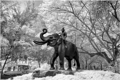 Thailand_IR_3052