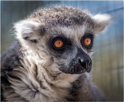 Lemur_3509
