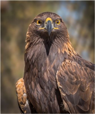 Eagle_3529