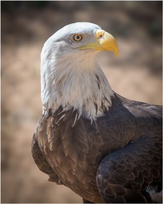 Eagle_3541