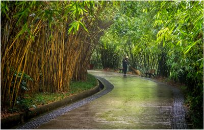 Bamboo Forest_0418