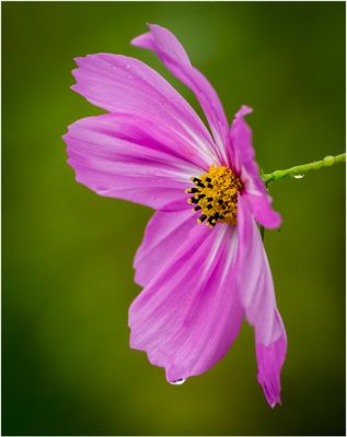 Macros and Close-Ups
