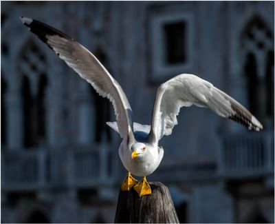 Venice, Italy 2011