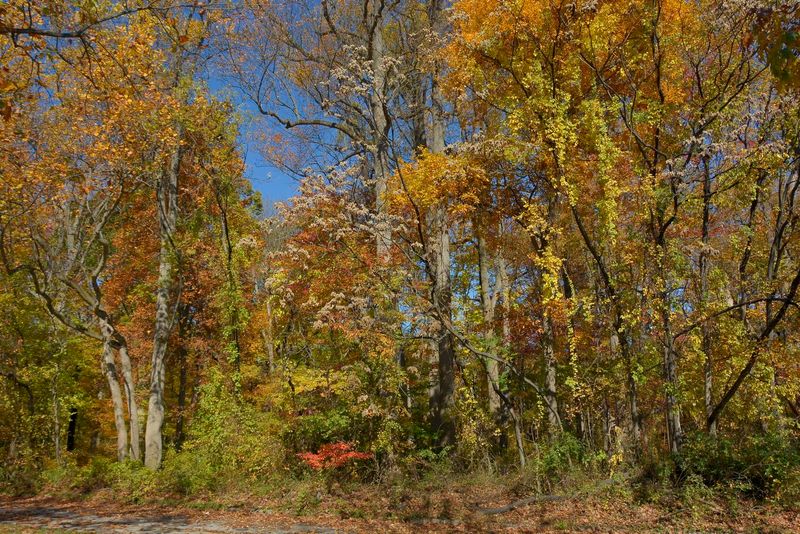 BRANDYWINE CREEK STATE PARK