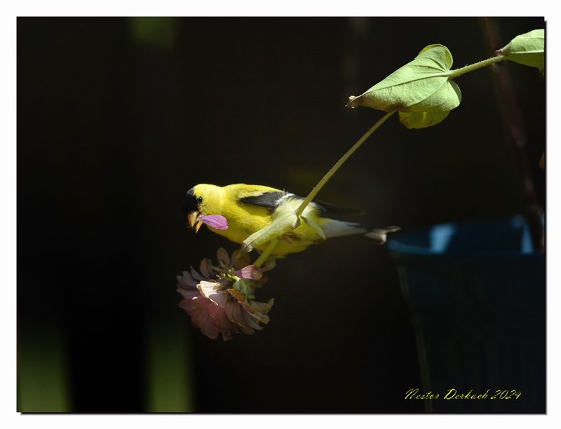    American Goldfinch Male on  Zinnia.