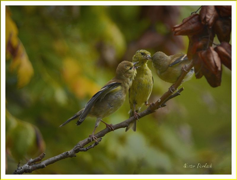  Early Spring American Goldfinch family starting a new life