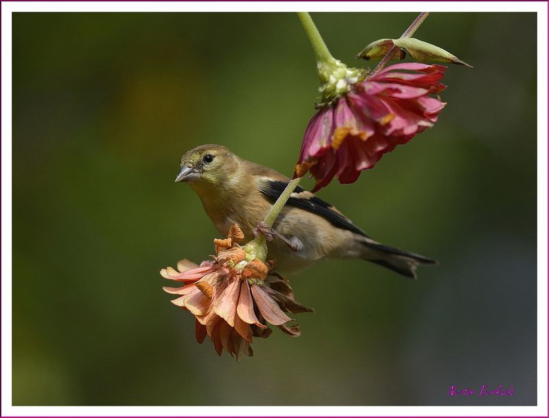 Female  American Goldfinch on Zinnia  