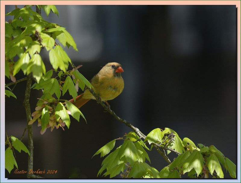  Cardinal female.