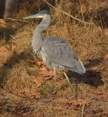 Blue Heron 