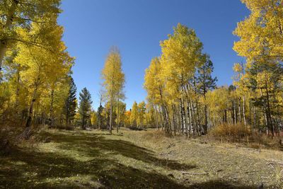 Wilson Meadows Aspen Trees