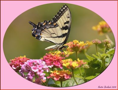   Tiger Swallowtail on Lantana  