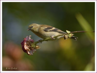 AMERICAN GOLDFINCH 2024