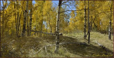 Wilson Meadows Flagstaff Arizona