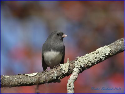 Dark Eyed Junco