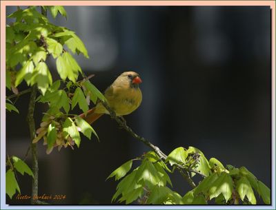  Cardinal female.