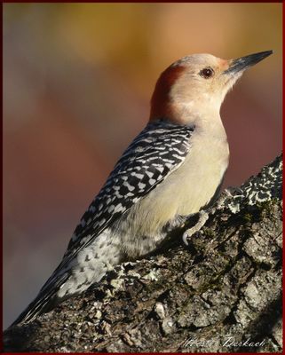 Red Bellied Woodpecker  