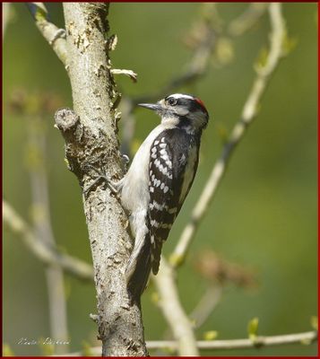 DOWNY  WOODPECKER  MALE