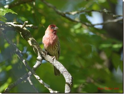 Purple Finch