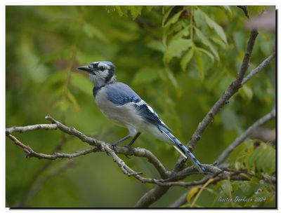 BLUE JAY