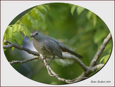   Greybird or sometime referred as a Catbird.