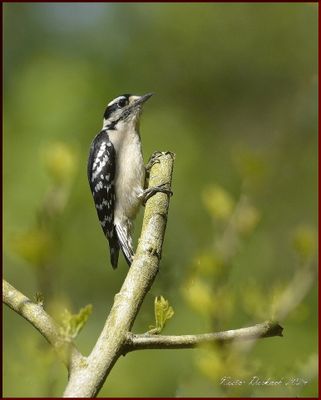 DOWNY WOODPECKER MALE