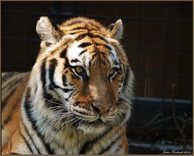 Tiger At Brandywine Zoo 