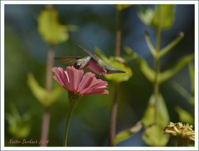 RUBY THROATED HUMMING BIRD FEMALE ENJOYING A ZINNIA   TREAT