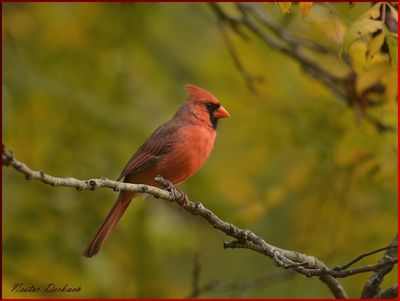 NORTHERN CARDINAL MALE