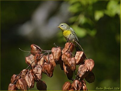NORTHERN PARULA WARBLER 