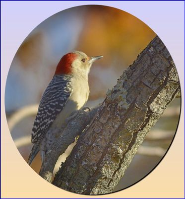 RED BELLIED WOODPECKER