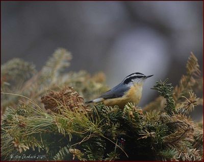 ROSE BREASTED NUTHATCH